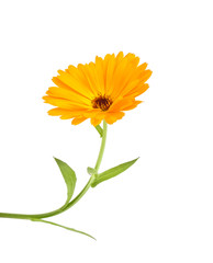 Calendula. Marigold flower with leaves isolated on a white background