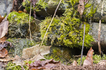 Obraz premium Green moss on the stone.