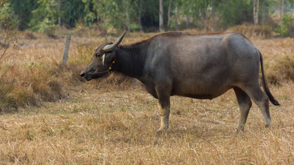 Naklejka na ściany i meble Thailand Buffalo. Buffalo in a field eating dry grass.