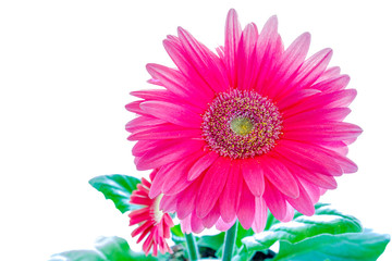 Gerbera flower on a white background