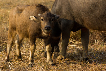 Thailand Buffalo. Buffalo in a field eating dry grass.