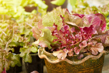 Close up of fresh red salad vegetable is growing in pot