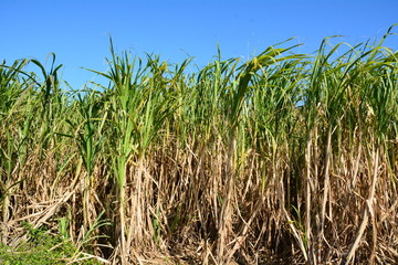 Obraz premium 奄美サトウキビ