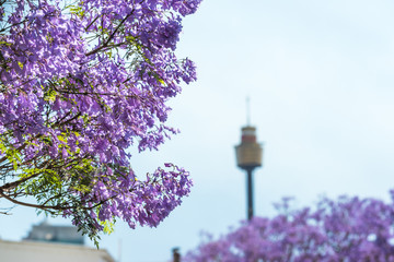 Jacaranda flowers close up with blurred Sydney Tower on the background
