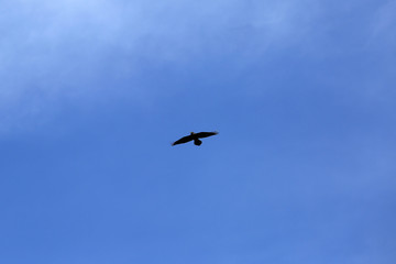 Black Raven on Blue Sky
