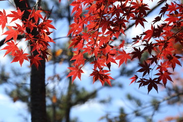 Vivid autumn leaves of Japanese maple, Japan / The viewing of autumn leaves is a cultural and popular activity in Japan.