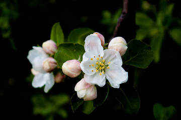 White apple flowers and pink buds on dark blurred background.