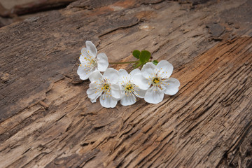 Fototapeta na wymiar White cherry flowers on old wooden background.