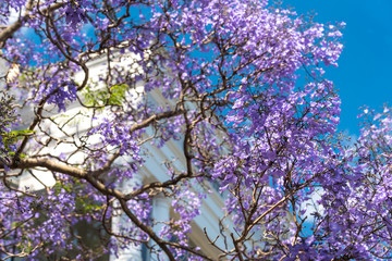 Blooming Jacaranda trees with urban background