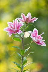 Lily. Bright summer flowers in the lush garden. Spring card for Mother's Day, March 8, International Women's Day.