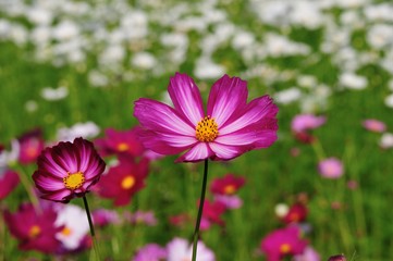 Fototapeta premium 三光のコスモス