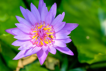 Close-up flower. A beautiful purple waterlily or lotus flower