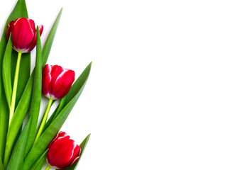spring flowers tulips isolated on white background