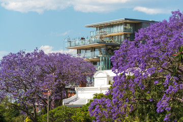 Blooming Jacaranda trees with urban background