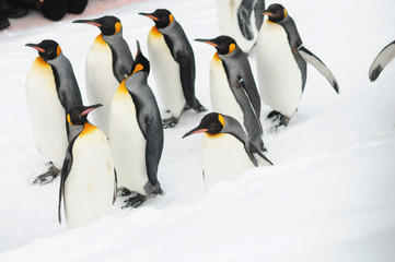 parade penguin in japan