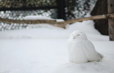 white owl in japan