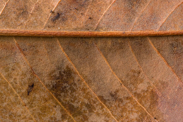Close-up view of dry leaf with raindrops at autumn