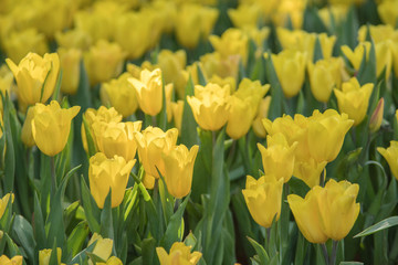 Obraz premium Colorfull tulips in garden.