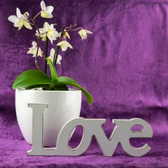 Fototapeten Eine weiße Orchidee im Blumentopf, davor das Wort Love aus Holzbuchstaben, Hintergrund aus lila Samt © Angela Rohde