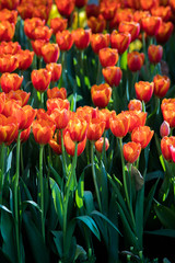 Colorfull tulips in garden.