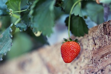 Fresh strawberry with soft focus and wooden background