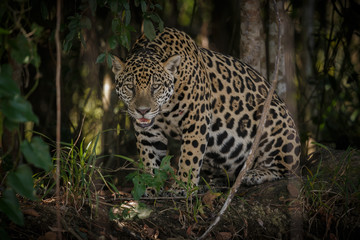 Fototapeta na wymiar American jaguar female in the darkness of a brazilian jungle, panthera onca, wild brasil, brasilian wildlife, pantanal, green jungle, big cats, dark background, low key