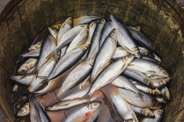 Herring in a wooden barrel - sea fish