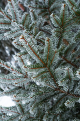 Fir tree branches