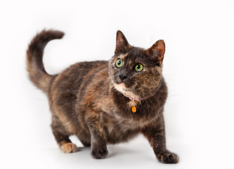 Tortoiseshell cat