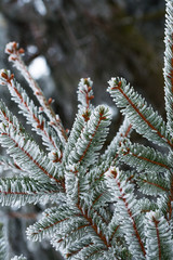 Fir tree branches