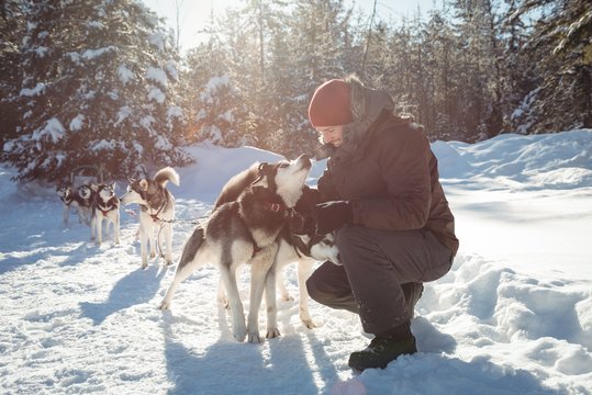 Musher tying husky dogs to the sledge