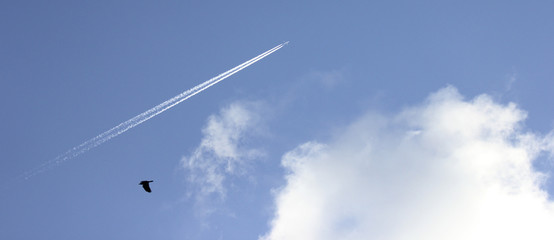 kondensstreifen flugzeug himmel vogel