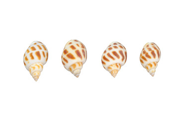 Shells isolated on white background with clipping path.