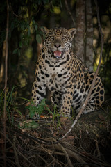 Fototapeta na wymiar American jaguar female in the darkness of a brazilian jungle, panthera onca, wild brasil, brasilian wildlife, pantanal, green jungle, big cats, dark background, low key