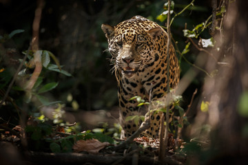 American jaguar female in the darkness of a brazilian jungle, panthera onca, wild brasil, brasilian...