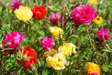 Bright flowers on the flowerbed in city park.