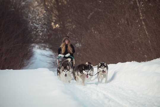 Siberian dog pulling sleigh carrying woman