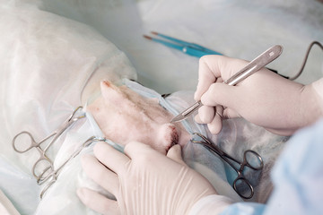 close up of veterinarian or doctor with scalpel doing surgery in the clinic.