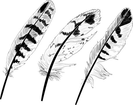 Three Black Feather Sketches On White