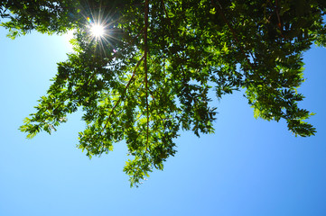 Obraz premium Sun's rays make their way through the green branches of a tree