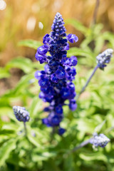 Blue Salvia flowers