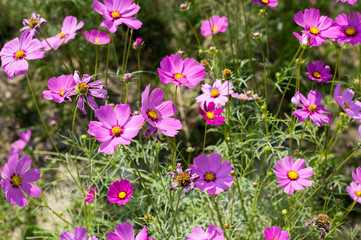 Pink cosmos  flower bloom