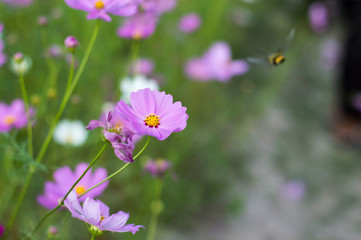 Obraz premium Sphingidae or Pellucid Hawk Moth or Hummingbird Hawk Moth, resemble hummingbirds and butterflies discover at Chiang Mai, Thailand Is it feeding nectar of pink cosmos flower with nature.