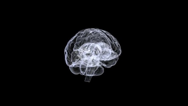 Human brain. Spinning Loopable Science