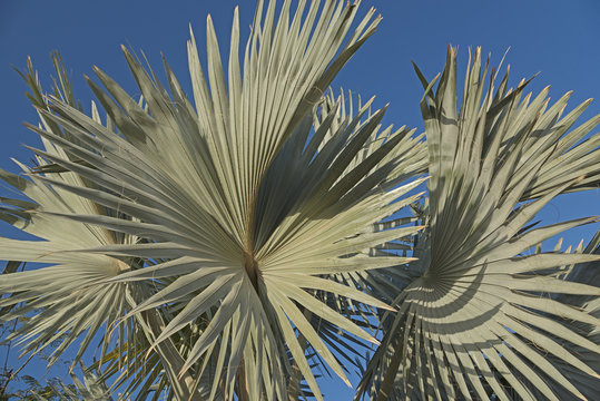 Palms leaves against blue sky background