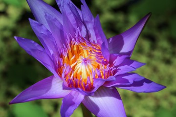 Lotus flower  lilly  on water beautiful, and soft background © pramot48