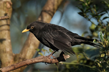 Male blackbird in a tree.