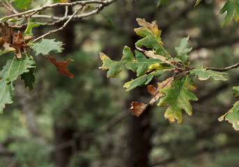 oak leaves