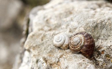 snail shell