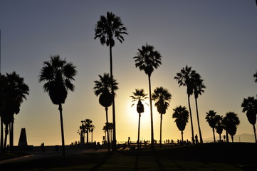 Fototapeta na wymiar Palm trees in sunset